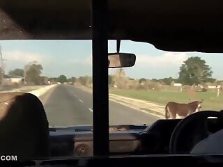 Kingdom Of Wild DANDY368 - Ai Uehara